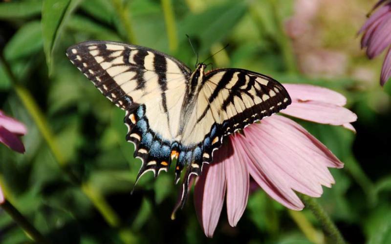 Pollinators, like this swallowtail butterfly on a coneflower, will help boost your garden’s productivity. courtesy photo | melindamyers.com