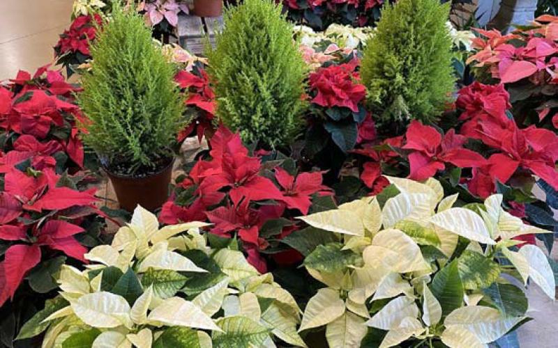 Lemon cypress trees add interest and texture to this poinsettia display. courtesy photo | melindamyers.com