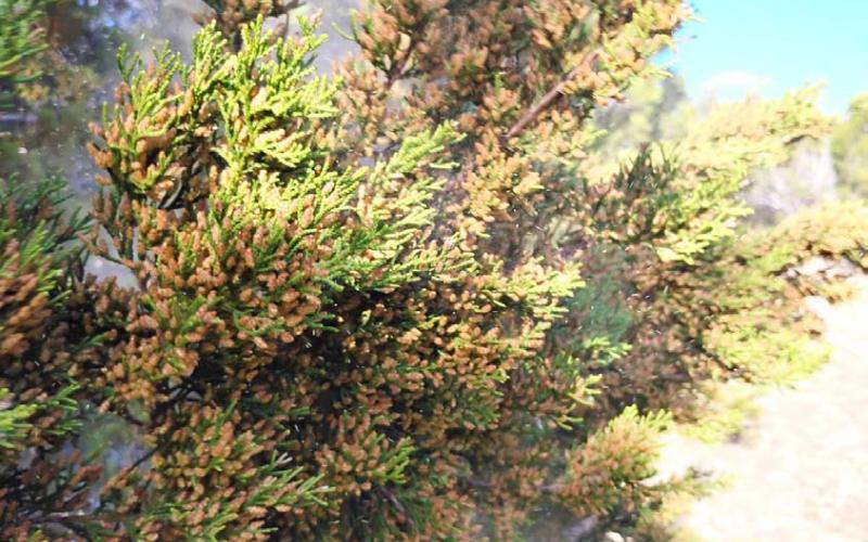 COURTESY PHOTO