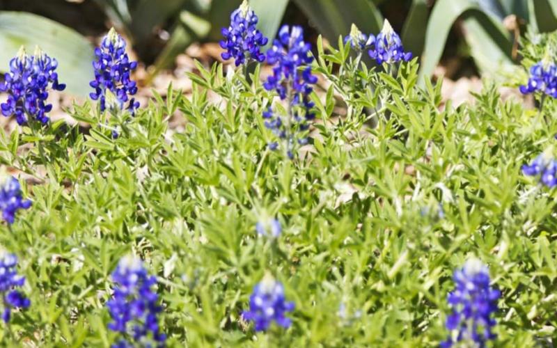 Despite dry weather in recent months — and extreme cold during winter storm Uri in February -- bluebonnets are blooming across the Lampasas area. JEFF LOWE | DISPATCH RECORD