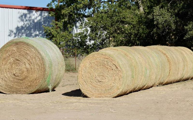 This year’s coastal hay is stored and ready to be fed. Inventory is in short supply for many producers, as 2023 has offered no reserves. joycesarah mccabe | dispatch record