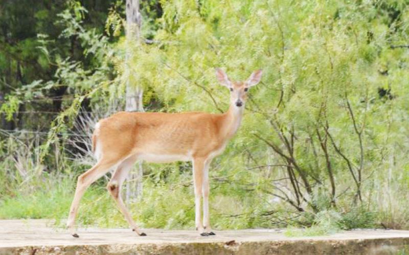 Deer emerges to enjoy cooler weather