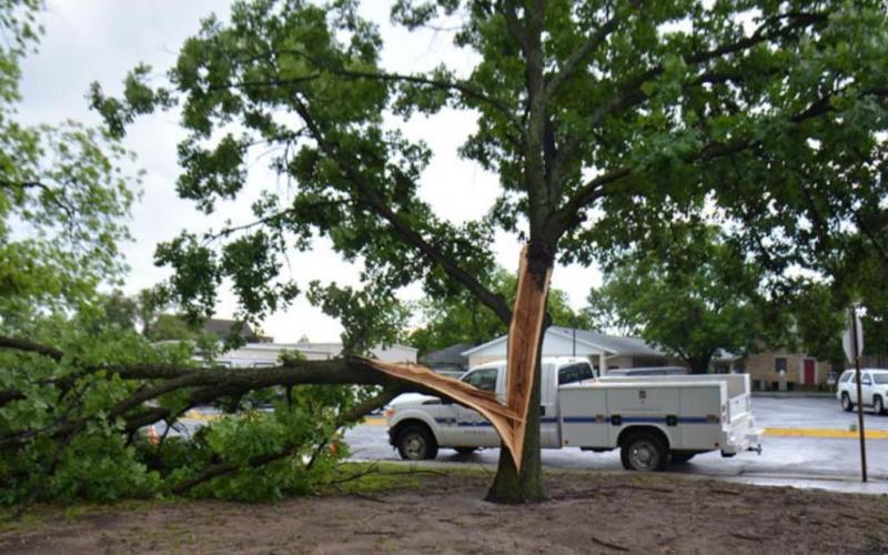 Storm damages tree downtown