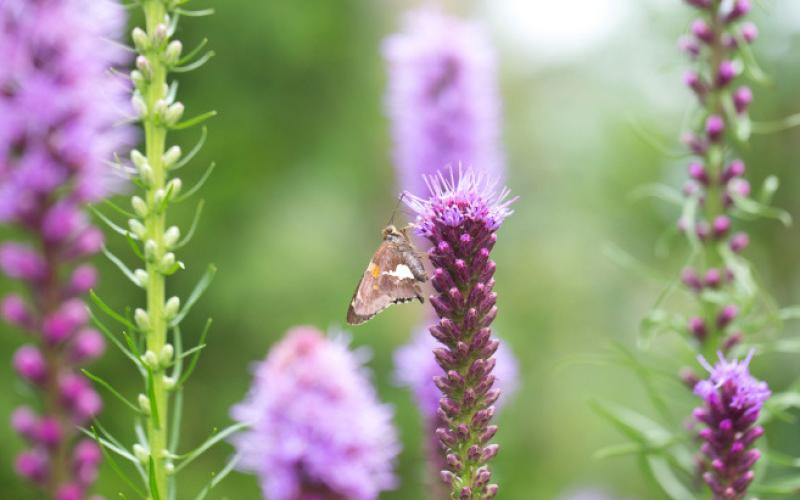 COURTESY PHOTO | LONGFIELD-GARDENS.COM North American native Blazing Star (Liatris spicata) provides nectar for a variety of butterflies.