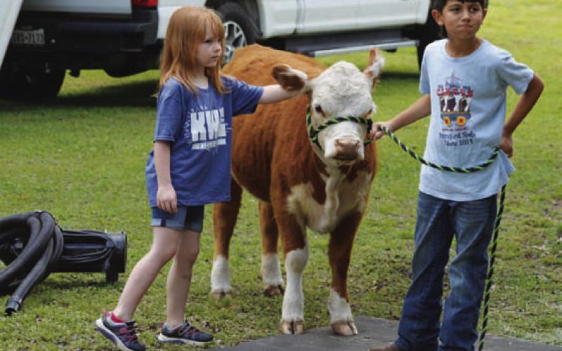 ERICK MITCHELL | DISPATCH RECORD At left, Aeris Hallett reaches out to pet a heifer during Ag Day.