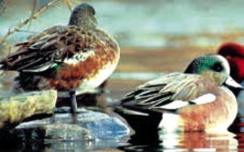 Migratory waterfowl and other waterbirds are a natural reservoir for highly pathogenic avian influenza, which has been detected in all 50 states and Puerto Rico. COURTESY PHOTO | TEXAS PARKS AND WILDLIFE
