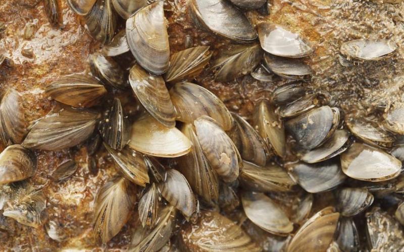 Though quite small, zebra mussels reproduce rapidly and can ruin boating equipment, damage fish habitat and clog water supply pipelines. COURTESY PHOTO | TEXAS PARTS AND WILDLIFE DEPARTMENT