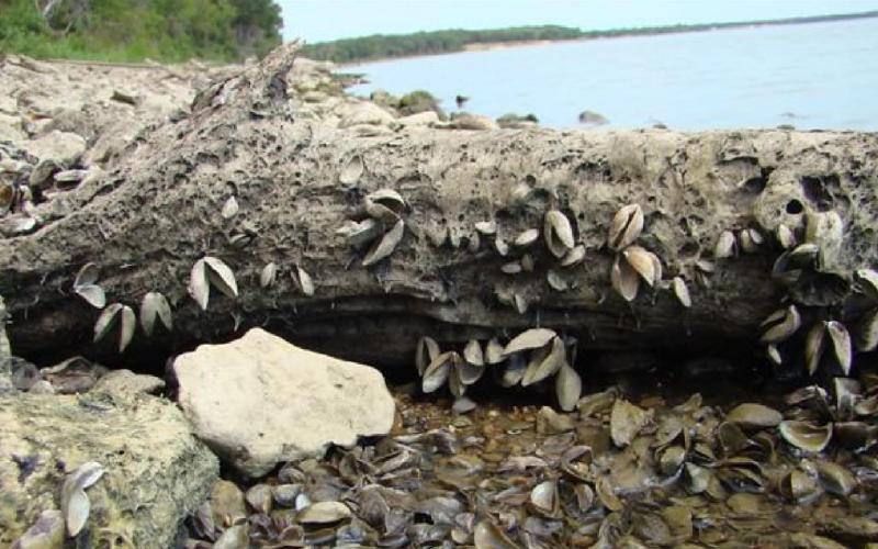 Zebra mussels, shown here along the shore of Lake Texoma, have moved into area lakes such as Inks Lake and Lake Brownwood. The invasive species can wreak havoc on native fish species. COURTESY PHOTO | TEXAS PARTS &amp;amp; WILDLIFE DEPARTMENT
