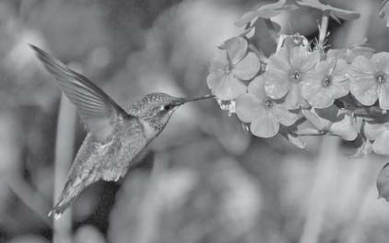 This hummingbird dines on the nectar of phlox. courtesy photo | melindamyers.com