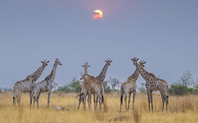 A tower of giraffes looks on as the sun begins to set. This is one of the many photographs Andy Fish captured on his recent trip to Botswana. ANDY FISH | COURTESY PHOTO