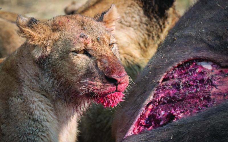 Fish captured this photo of a lion devouring his prey during a photography expedition to Botswana in late September. ANDY FISH | COURTESY PHOTO
