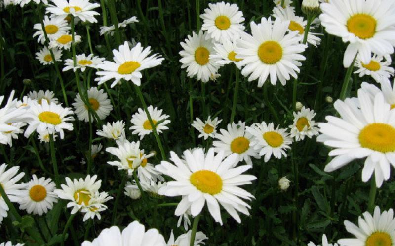 Lay flat-faced flowers, like these Shasta daisies, face down on a flat surface to dry. COURTESY PHOTO | MELINDAMYERS.COM