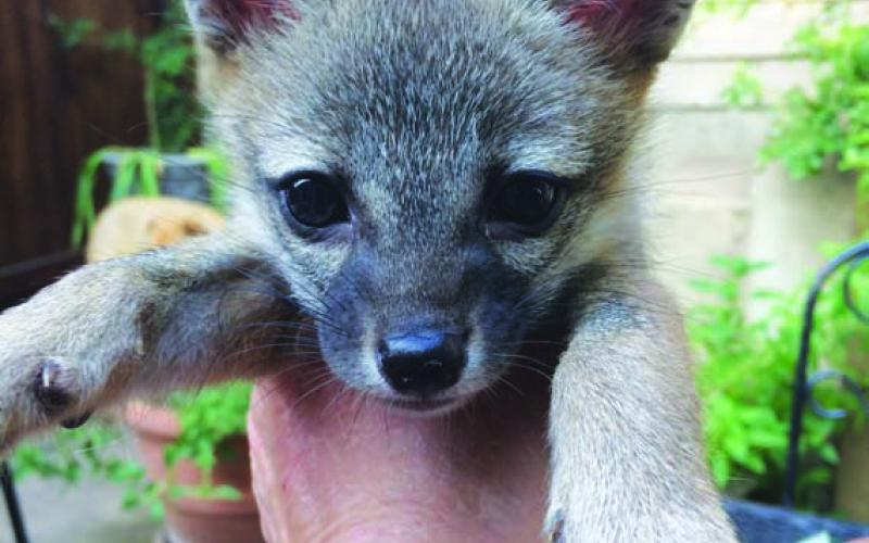 Kim Munn holds a young grey fox pup. COURTESY PHOT0