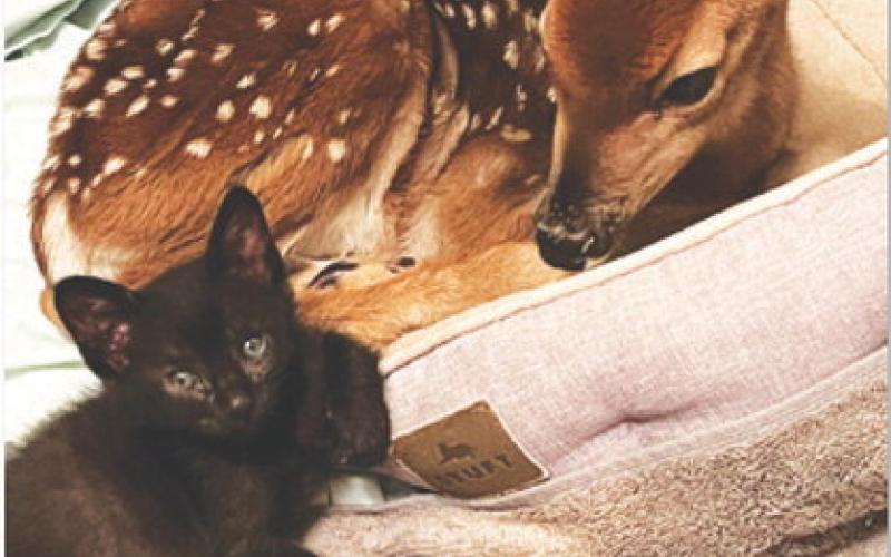 A white-tailed deer fawn and black kitten rest together in a pet bed at Lampasas wildlife rehabilitator Kim Munn’s home. COURTESY PHOT0