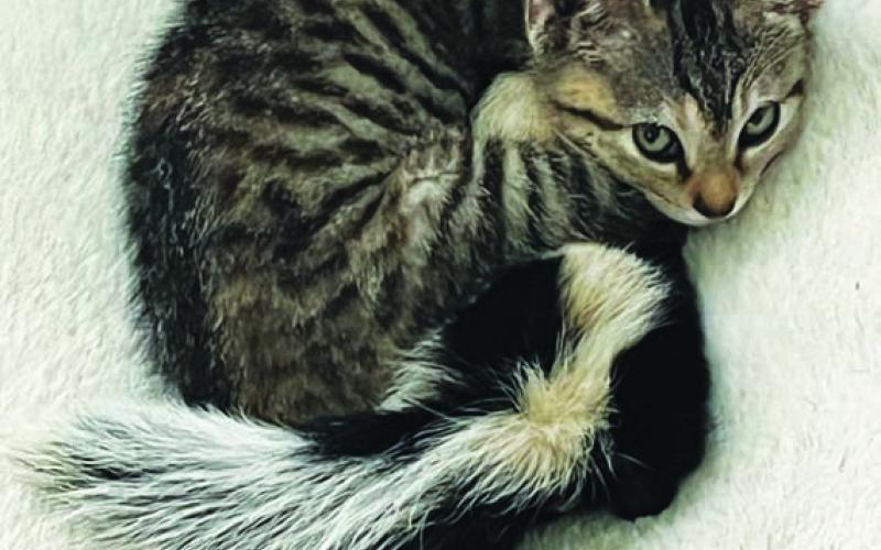 A kitten and baby skunk huddle together while under Munn’s care. COURTESY PHOT0