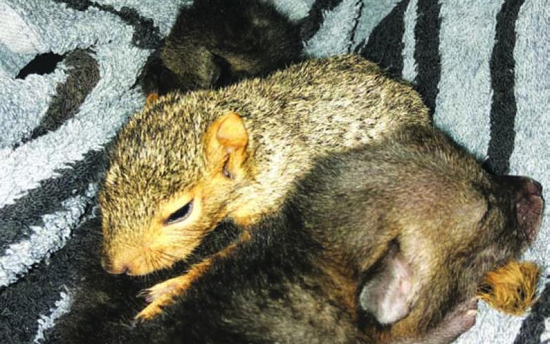 A baby squirrel and pup huddle together on a blanket COURTESY PHOT0