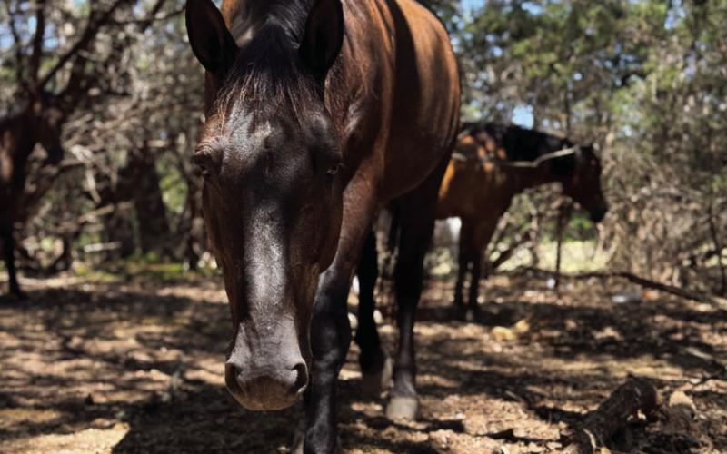 This image submitted by Guide to Lampasas photo contest winner Cyndee Taresh shows horses roaming in an alley of cedar trees. CYNDEE TARESH |COURTESY PHOT0
