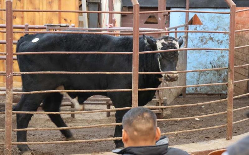 A mottled-face steer paces back and forth as cattle buyers bid. Body condition scoring not only is helpful in home herds but also when considering cattle to buy. joycesarah mccabe | dispatch record