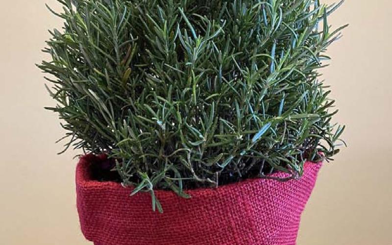 COURTESY PHOTO | MELINDAMYERS.COM A rosemary topiary offers attractive foliage for holiday décor, a pleasant pine aroma and herbs for holiday meals.