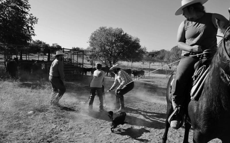 Three generations join together to work the cattle. At the heart of agriculture is a recognition of the vital role youth will play in nurturing and promoting our ranching and farming future. joycesarah mccabe | dispa tch record