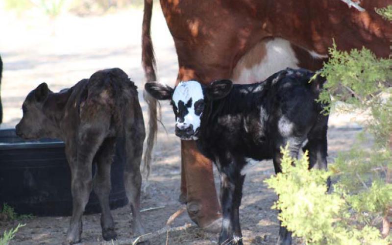The oldest of the triplet calves faces the camera while her sister, who was born last, seems more shy. Both heifer calves are doing well. The triplets are the first surviving calves this cow has had, as her two previous pregnancies ended in a loss of each single-born calf. JOYCESARAH MCCABE | DISPATCH RECORD