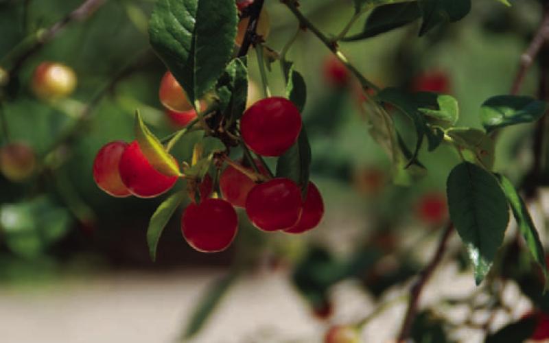 Cherries contain disease-fighting chemicals and antioxidants to help fight inflammation and relieve pain. COURTESY PHOTO | MELINDAMYERS.COM