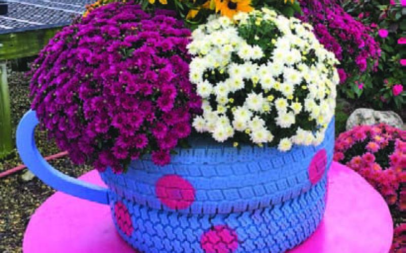 Chrysanthemums add seasonal color to the fall landscape. COURTESY PHOTO | MELINDAMYERS.COM