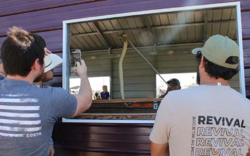 MASON HINES | DISPATCH RECORD Spectators take photos of a rattlesnake being wrangled by snake hunter Mondo Garcia during Saturday’s festivities.