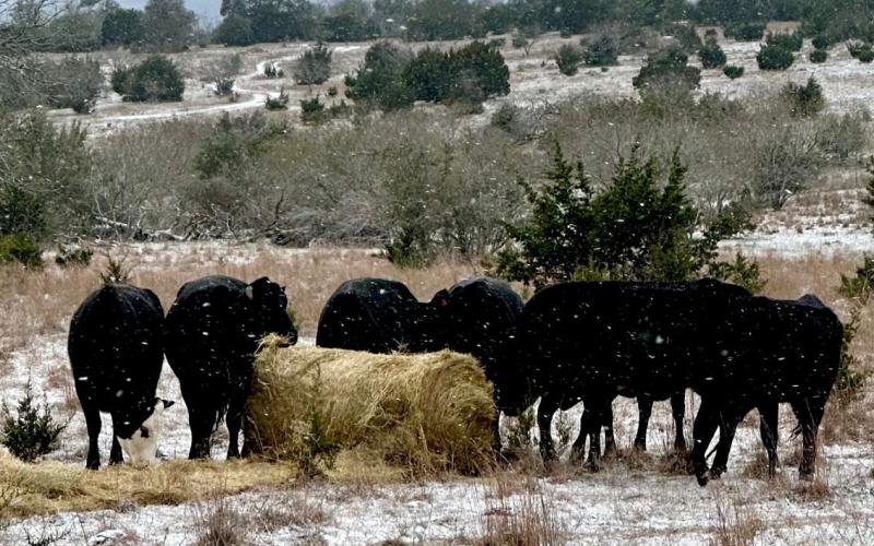 While the frigid temperatures drive most people inside, the cold drives cattle ranchers outside to check on animals. Any ice and snow is welcome because it means nitrogen is being added to the soil, however it also means cattle can’t graze or drink. Ice on the water must be broken, and cattle must be fed. This group of Angus enjoyed every bite amid the cold that enveloped Lampasas County early this week. JOYCESARAH MCCABE | DISPATCH RECORD