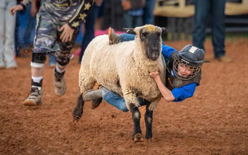 kaili rose | kairo media