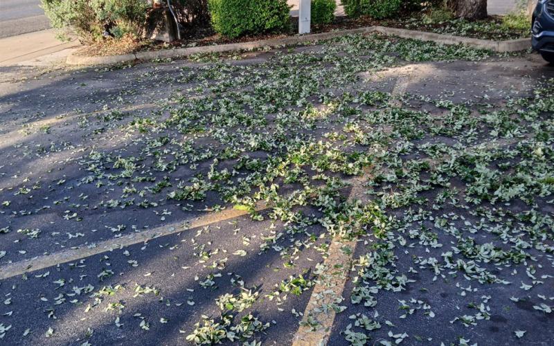 GAIL LOWE | DISPATCH RECORD In a scene repeated across town Thursday night and Friday, leaves lay strewn about after an intense hailstorm that pelted live oaks and other trees. The barrage of frozen precipitation and heavy rain forced some drivers to pull off to the side of the road and seek shelter.