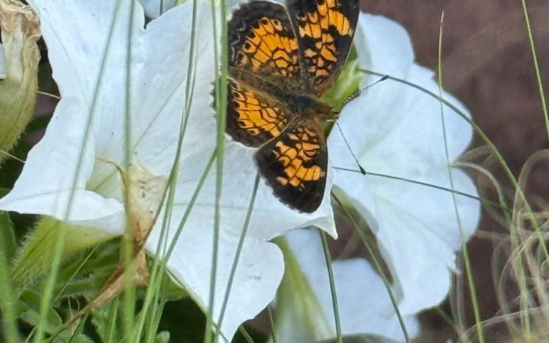 A pearl crescent butterfly sits on a firefly petunia. courtesy photo | melindamyers.com