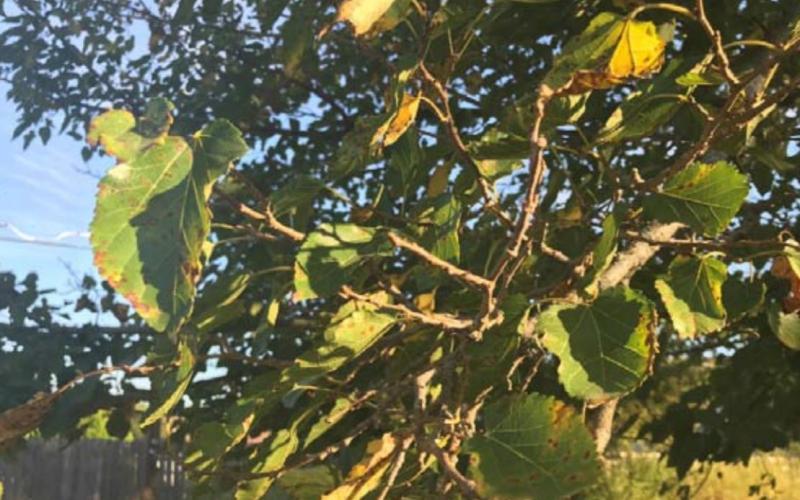 As the temperatures fall, so do the leaves. MONIQUE BRAND | DISPATCH RECORD