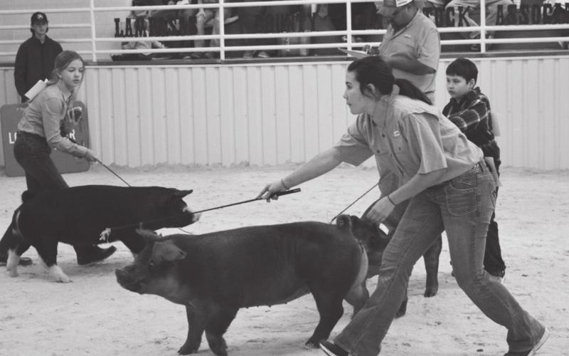 Just hoggin’ around at livestock event Piper Lindner, Brandie Garcia and Riley Arden exhibit their swine at the youth stock show. MASON HINES | DISPATCH RECORD