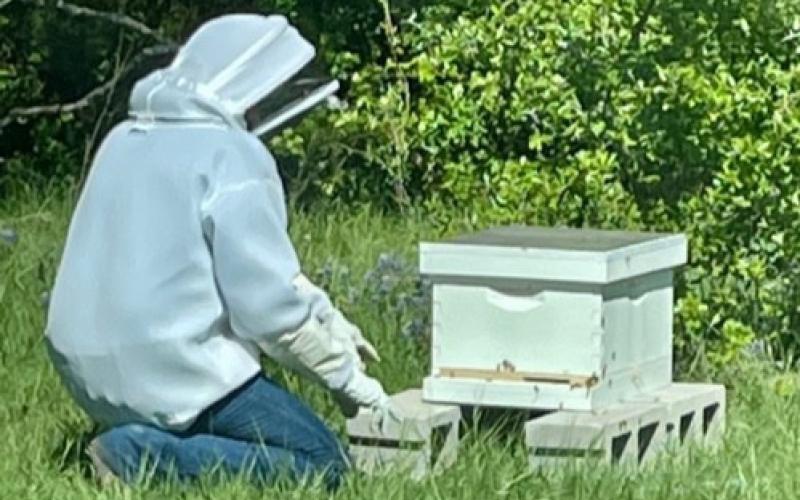 Jess McCabe, outfitted in protective clothing, prepares to open a bee hive to check for bee health and ensure the queen has not been killed and replaced with an Africanized queen. Joycesarah McCabe | Dispatch Record