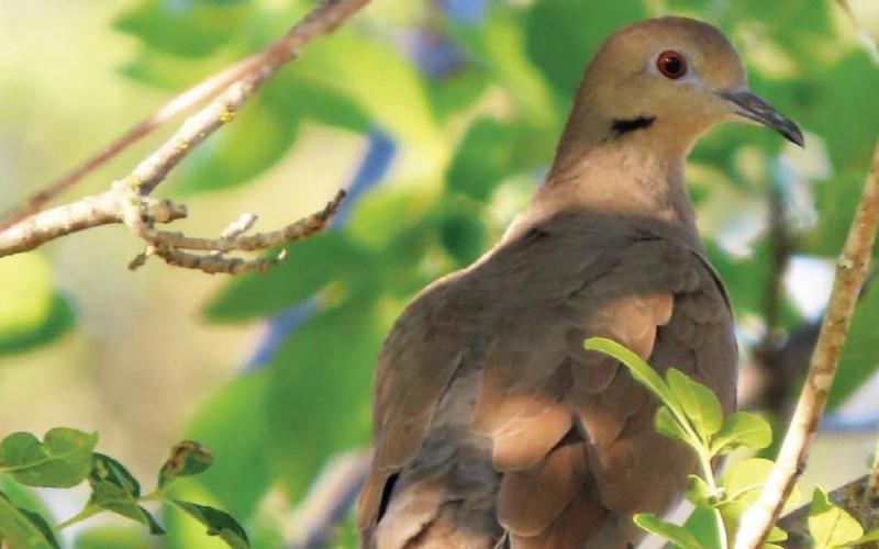 FILE PHOTO Each hunter can harvest 15 mourning dove a day by Texas law.