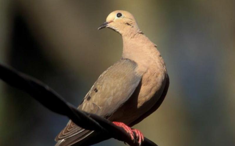 COURTESY PHOTO | TEXAS PARKS AND WILDLIFE A mourning dove perches in the sunlight.