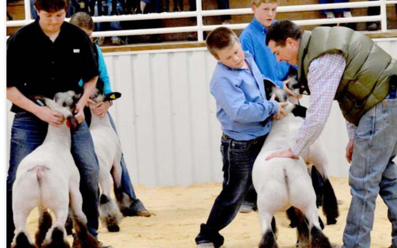Judge Chase McPhaul, at right, inspects lambs in a past contest at the county show barn -- the site of Saturday’s sheep and goat show. FILE PHOTO