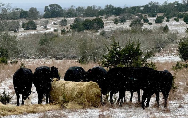 Cattle converge on the hay bales as they stand in this snow-dusted field in January 2024 -- the last time Lampasas recorded snow across the county. Ranchers will need to ensure their animals have access to food and water this weekend, as frigid temperatures are expected to hover across the area for several days. FILE PHOTO
