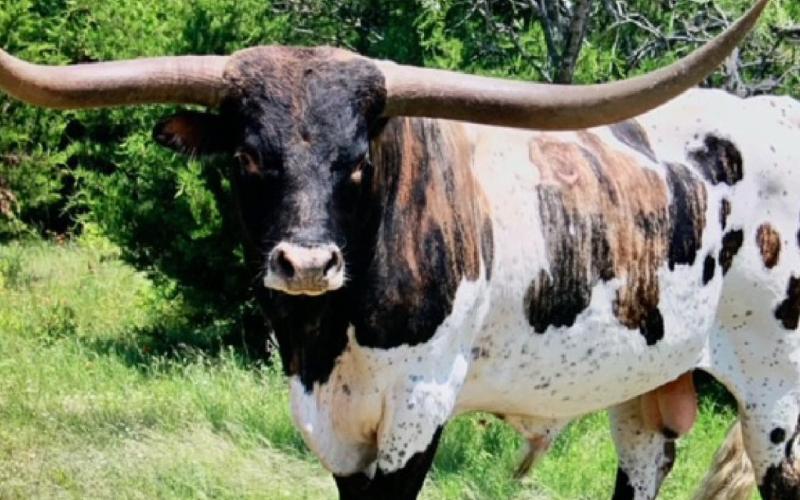 The Longhorn Tuffy, from the Riske Ranch in Lampasas County, will be auctioned off as part of a fundraiser at the Conservative Political Action Conference to be hosted this year in Dallas. COURTESY PHOTO