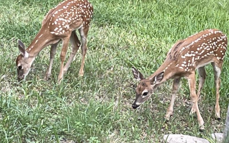 Twin fawns come in to graze