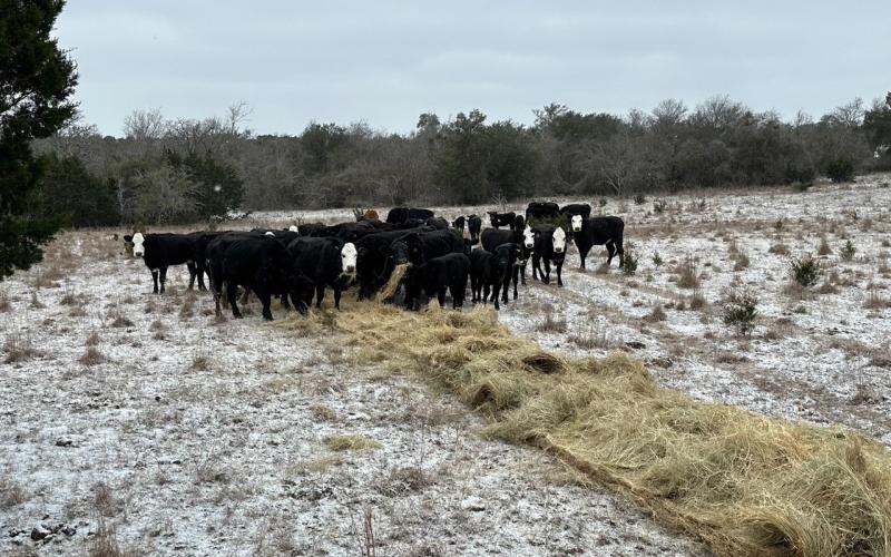 Supplemental feeding is vital to ensure the health of beef cattle herds during winter months, and that is especially true with exceedingly dry conditions. joycesarah mccabe | dispa tch record