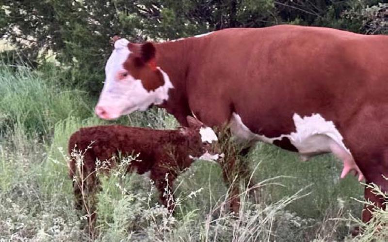 Every calf born reminds every rancher that we are part of something bigger than ourselves. joycesarah mccabe | dispatch record