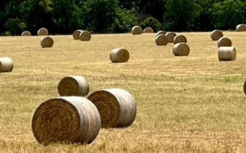 Every crop that is produced is another crop to remind us how much we have to be thankful for. joycesarah mccabe | dispatch record