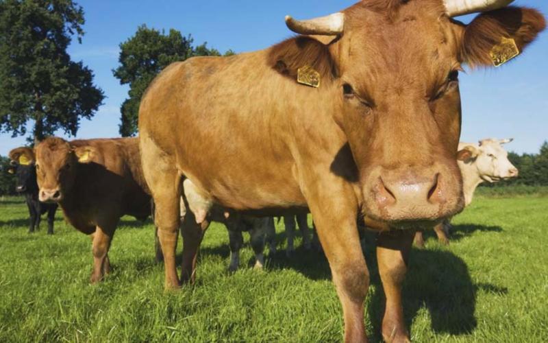 Cattle brands and marks are set to expire the end of the month. METRO CREATIVE SERVICES