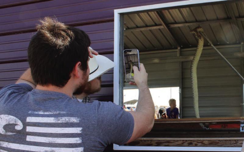 Lometa Diamondback Jubilee attendees will have the chance to get up close and personal with rattlesnakes. FILE PHOTO