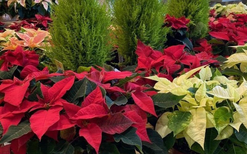Lemon cypress trees surrounded by poinsettias create a festive holiday display. COURTESY PHOTO | WWW.MELINDAMYERS.COM