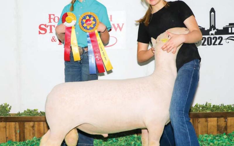 Student exhibits lamb at Fort Worth show