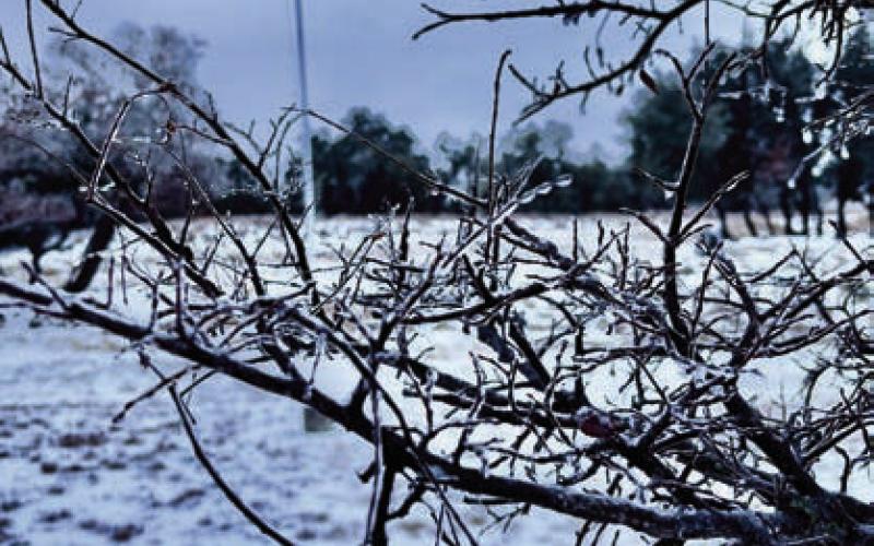 The U.S. flag flies in the background behind frozen tree branches that were common across Lampasas due to the winter storm. MOLLY &amp;amp; CLIFFORD MAPLES| COURTESY PHOTO