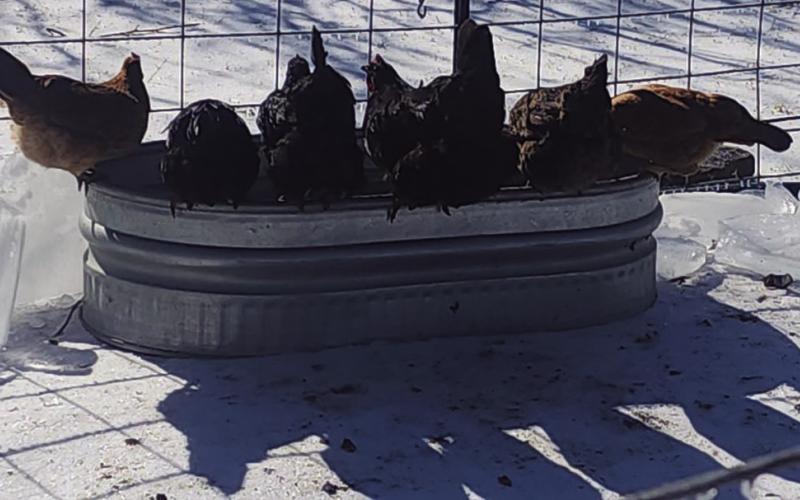 Thirsty hens search for drinking water after a trough froze over during a week of frigid temperatures. CRISTOPHER BRISTER | COURTESY PHOTO